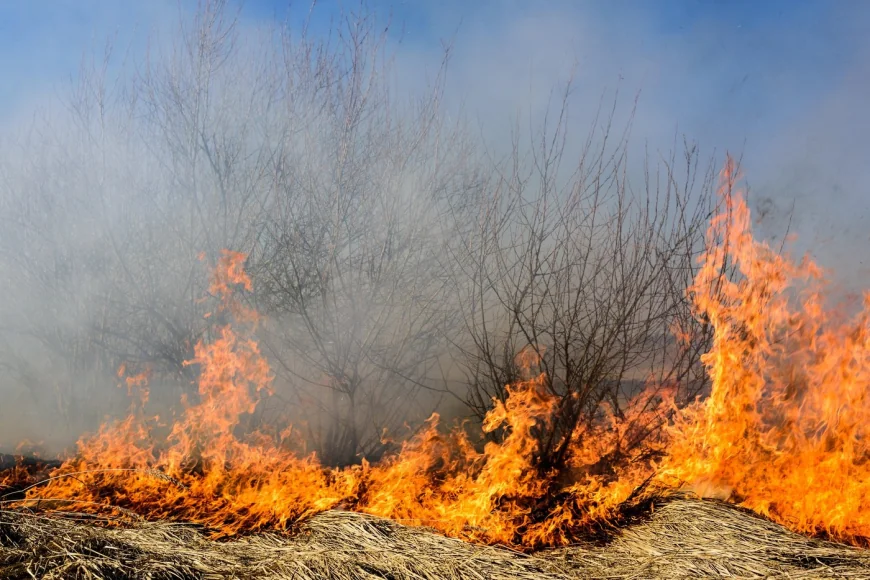 Incendiu de vegetație în zona Marelui Canion din SUA. Mai multe clădiri au ars din temelii