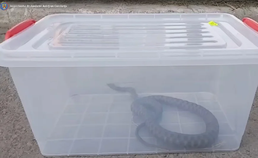 Jandarmii, chemaţi să îndepărteze un şarpe dintr-un parc aglomerat din Mangalia