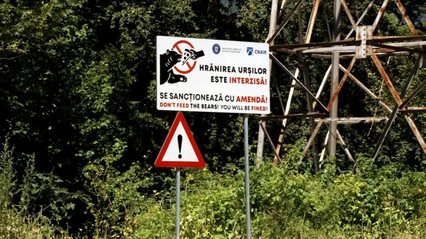 Cât ar putea ajunge amenzile pentru cei care hrănesc şi pozează urşii. În 10 ani s-au dat doar 18 sancţiuni