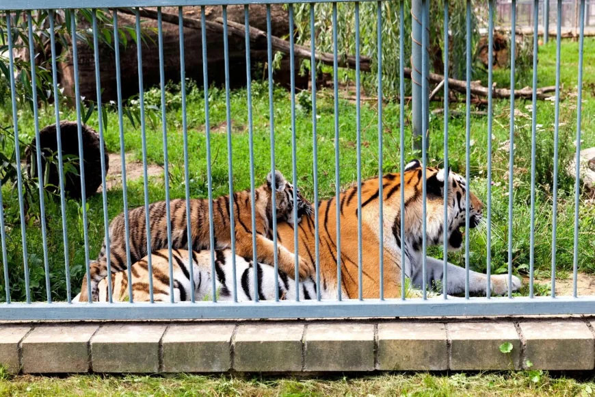Un bărbat din Dâmboviţa şi-a făcut Zoo în propria curte. Cât cerea vecinilor pentru a-i lăsa să vadă tigrii