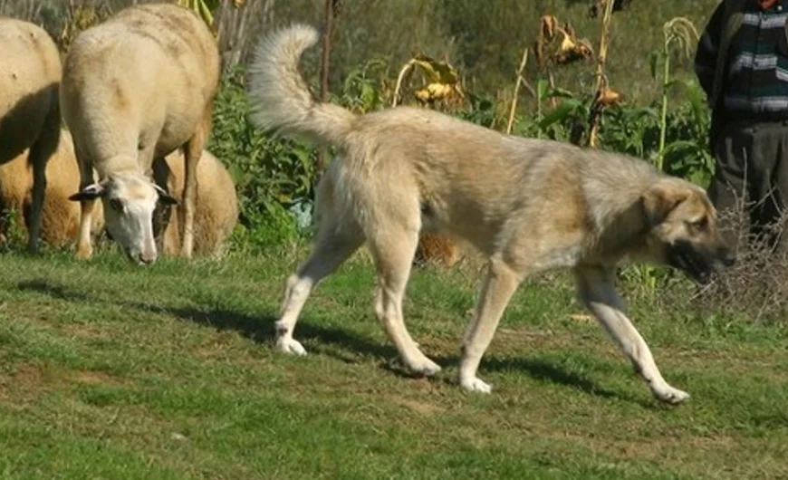 Un tânăr de 21 de ani a fost grav rănit, după ce a fost atacat de câini ciobănești la o stână din Munții Făgăraș