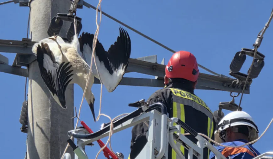 O barză a fost salvată în Giurgiu după ce şi-a prins picioarele într-un cablu de înaltă tensiune